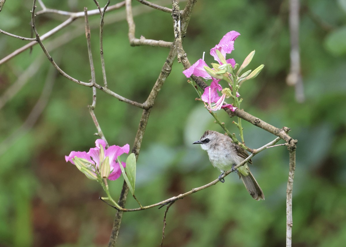 Yellow-vented Bulbul - ML644407414