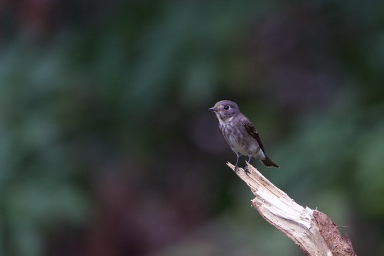 gråflankefluesnapper - ML644407415