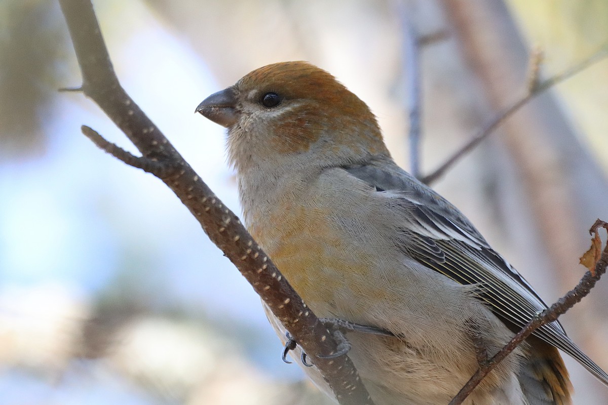 Ciuffolotto delle pinete - ML644407417