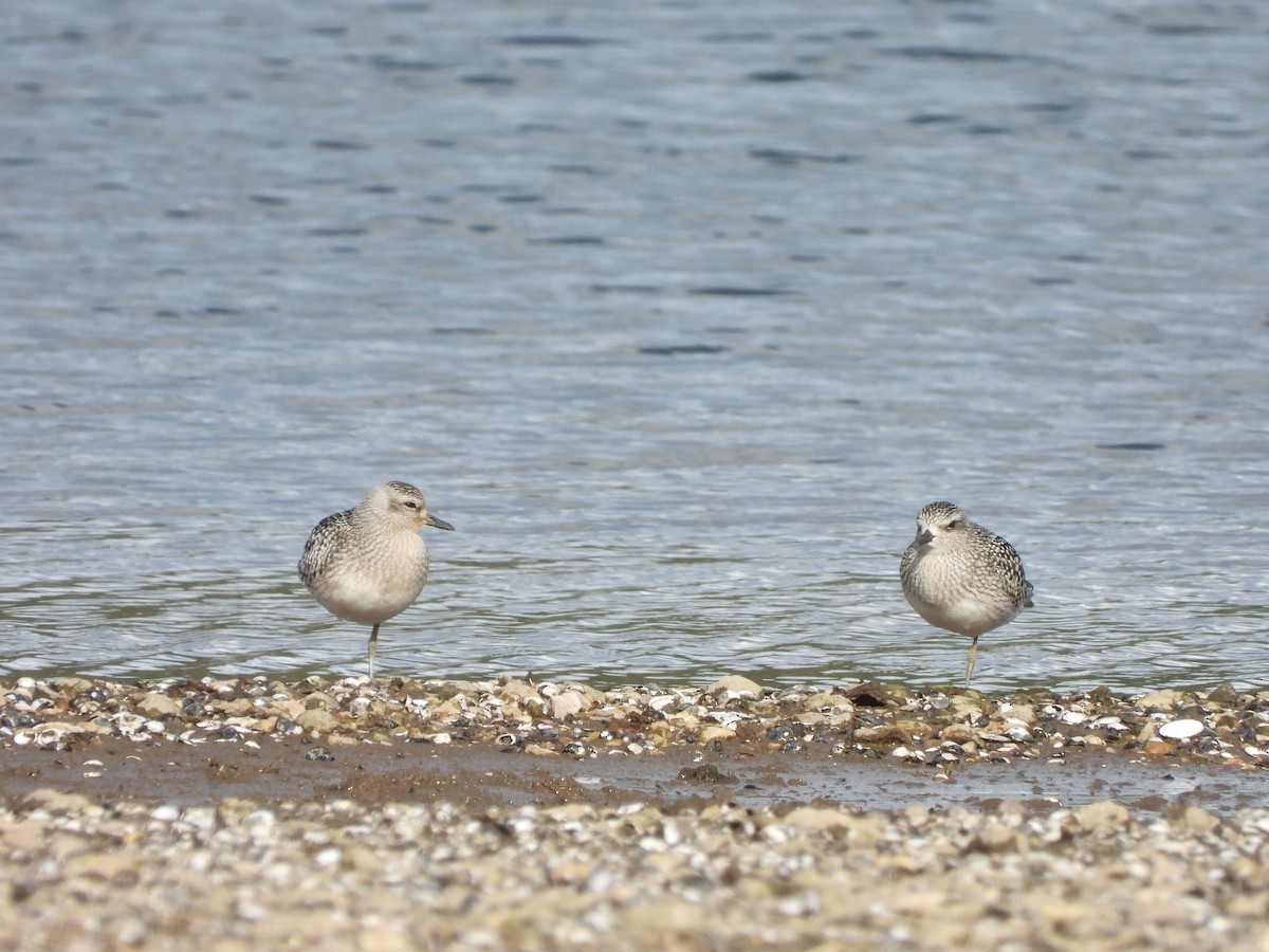 Pivieressa - ML644407421