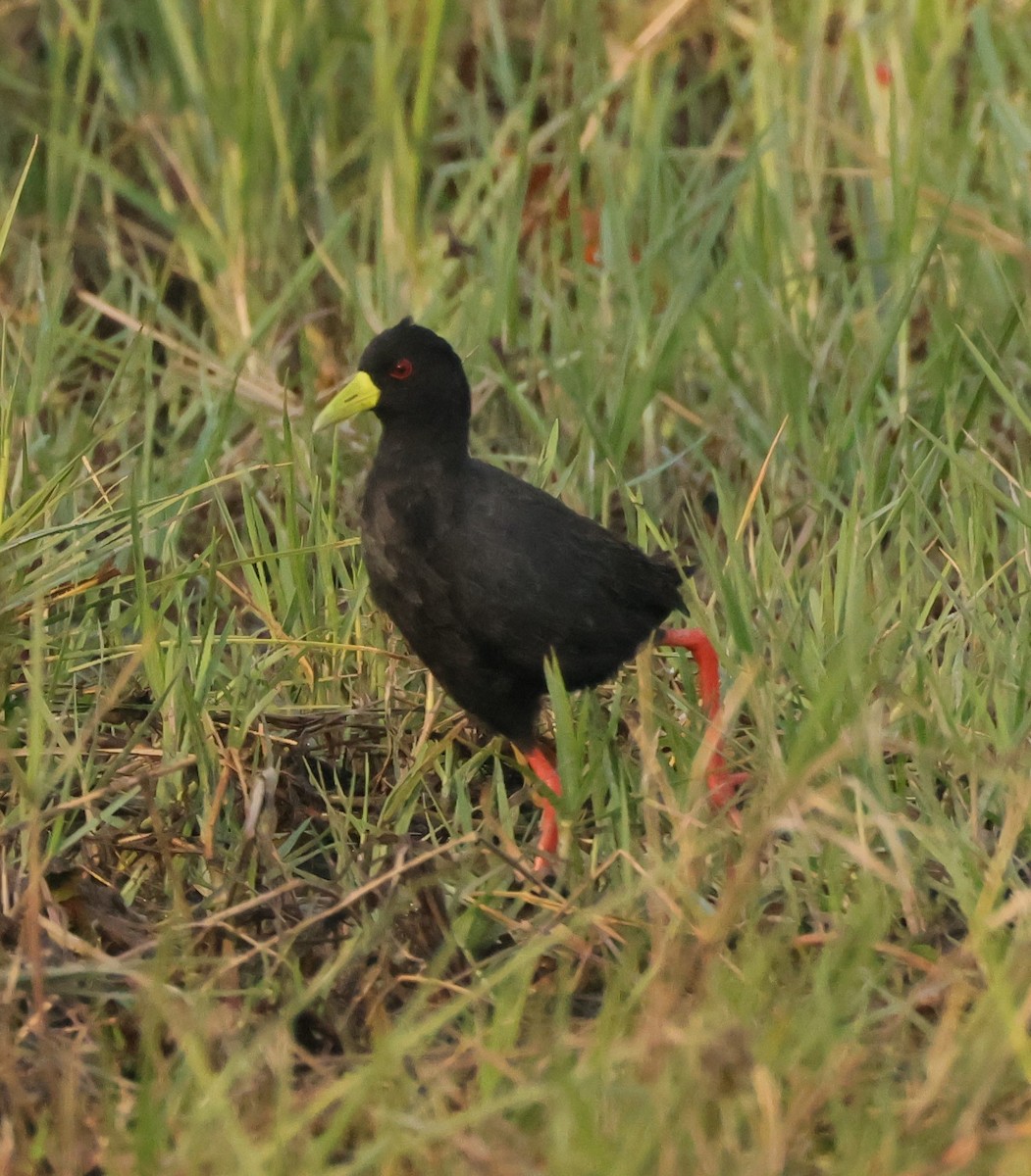 Black Crake - ML644407422