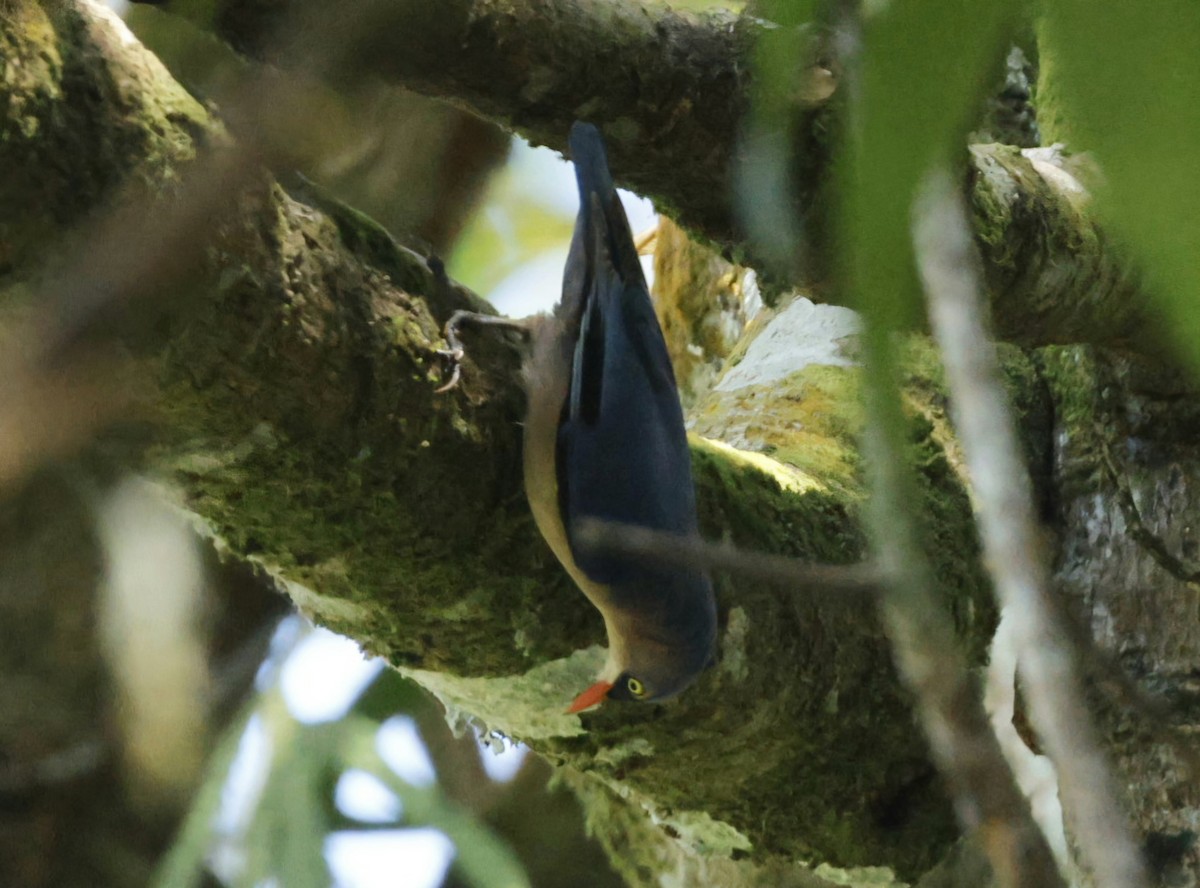 Velvet-fronted Nuthatch - ML644407425