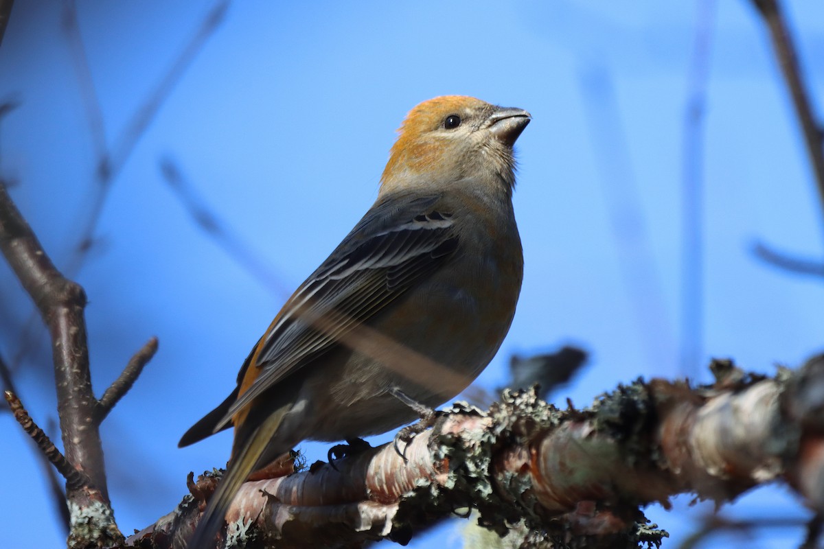 Ciuffolotto delle pinete - ML644407429