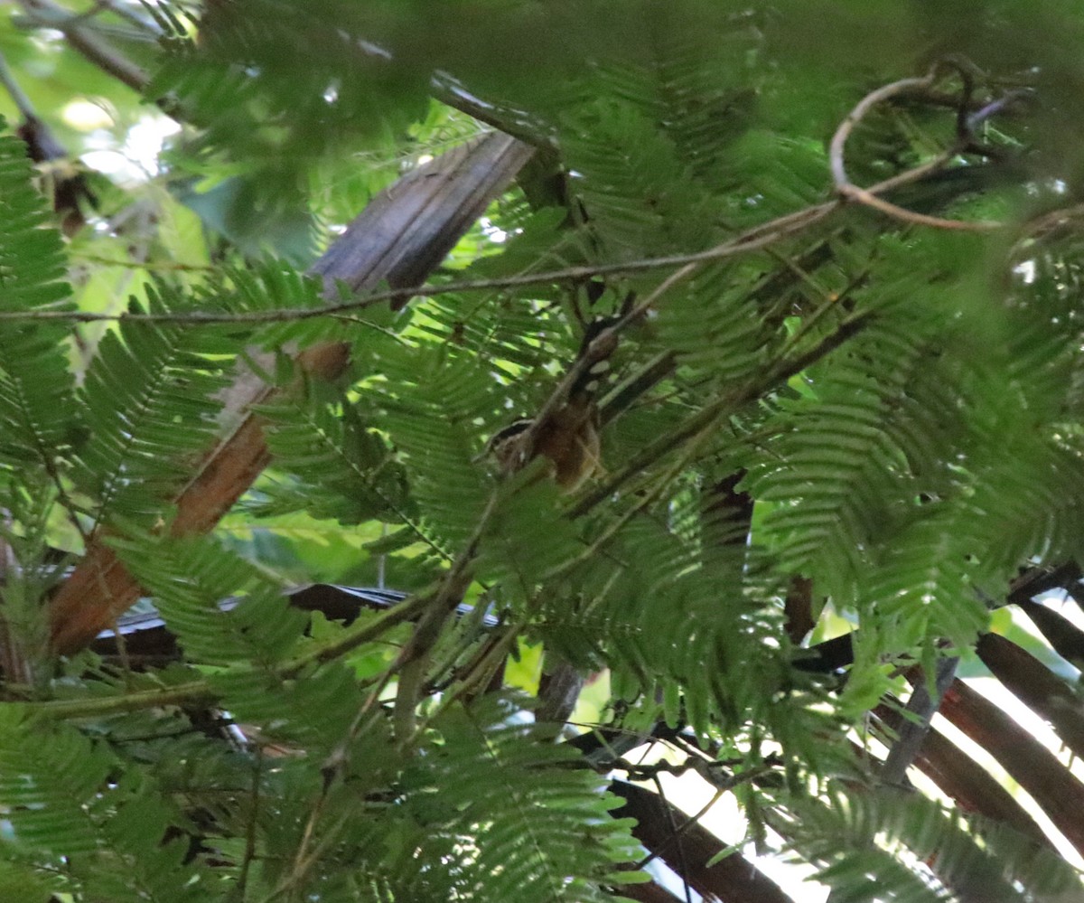 Rufous-margined Antwren - ML644407430