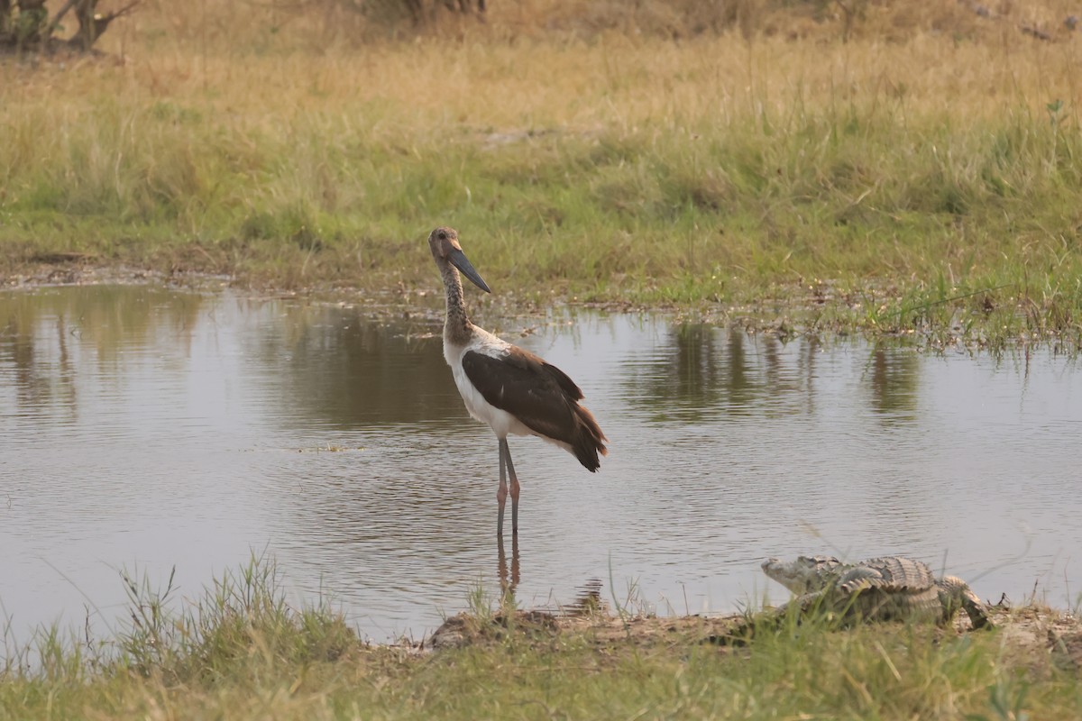 Sattelstorch - ML644407432