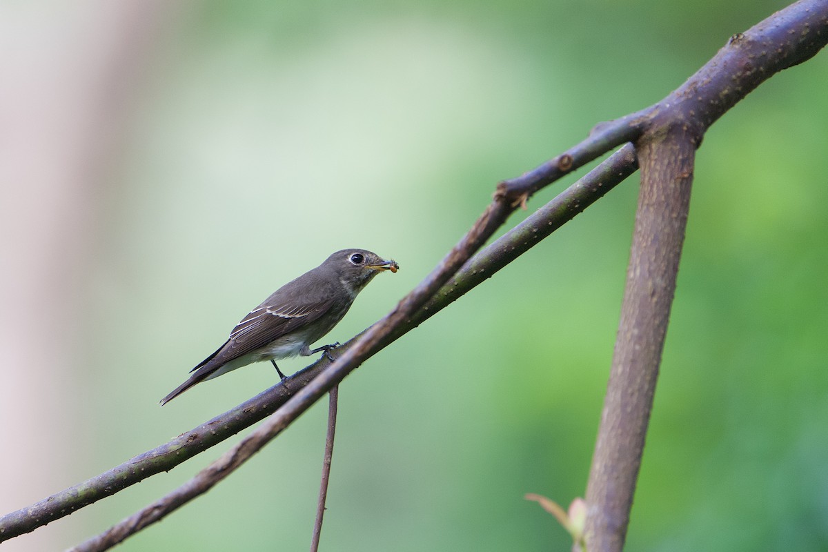 gråflankefluesnapper - ML644407434