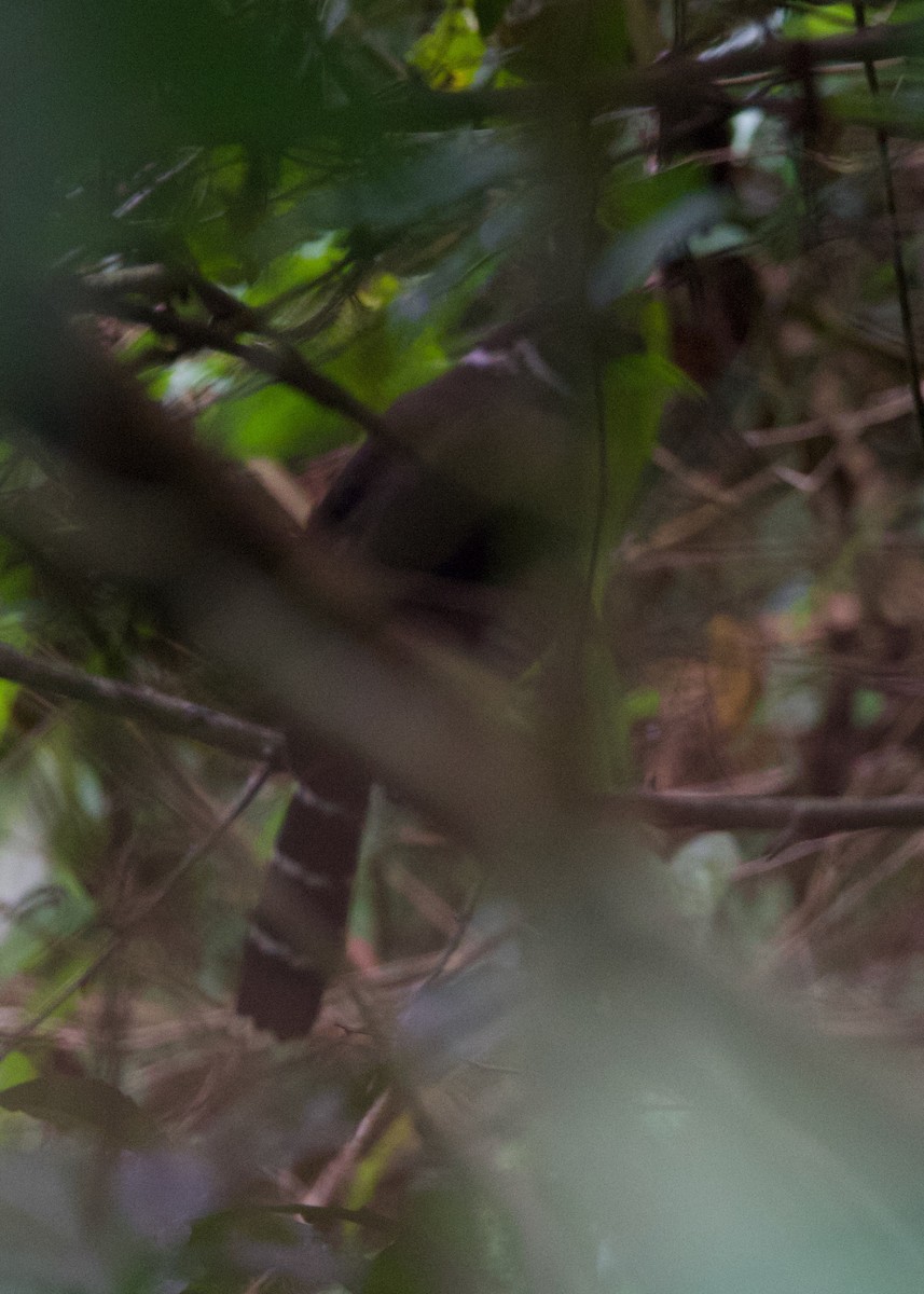 Barred Forest-Falcon - ML644407439