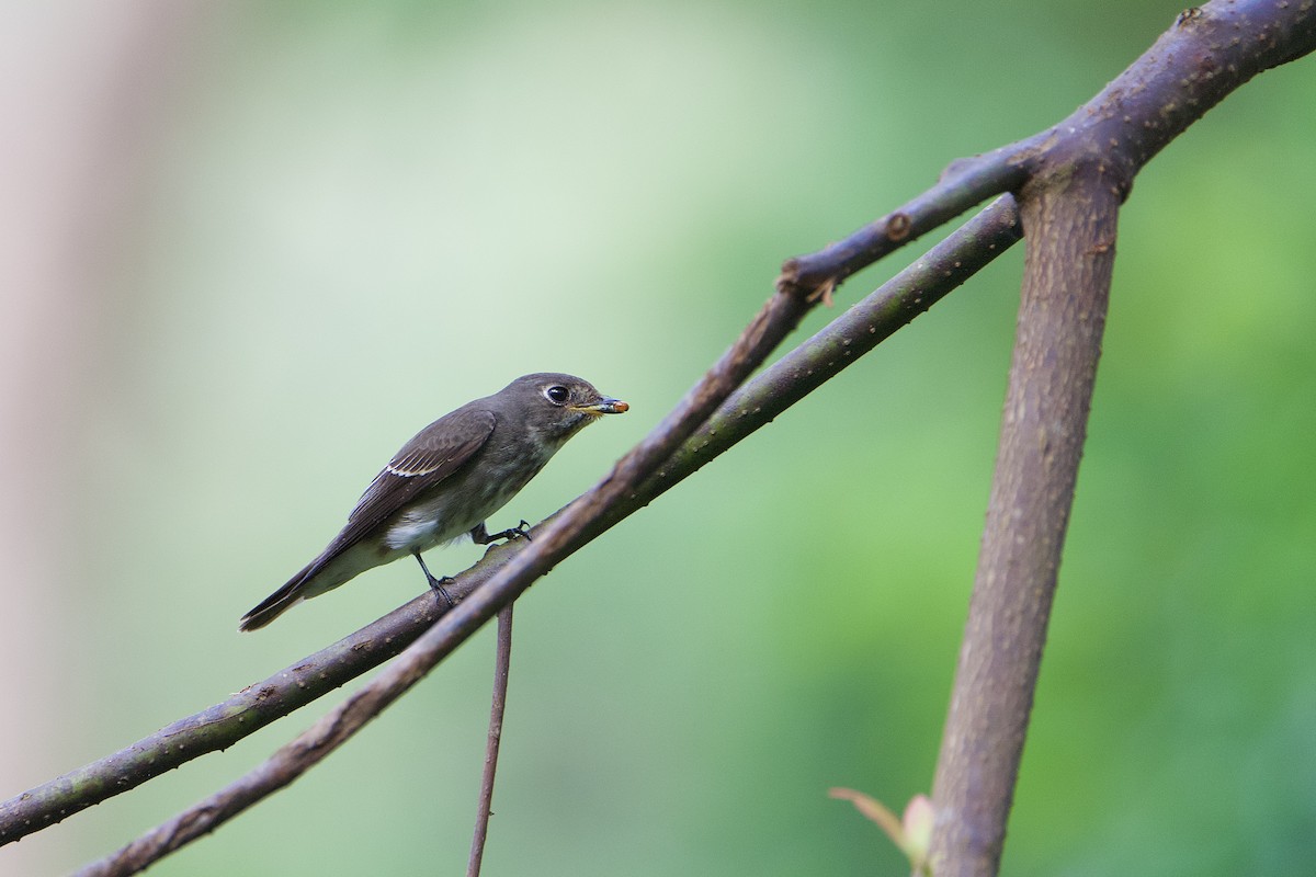 gråflankefluesnapper - ML644407447