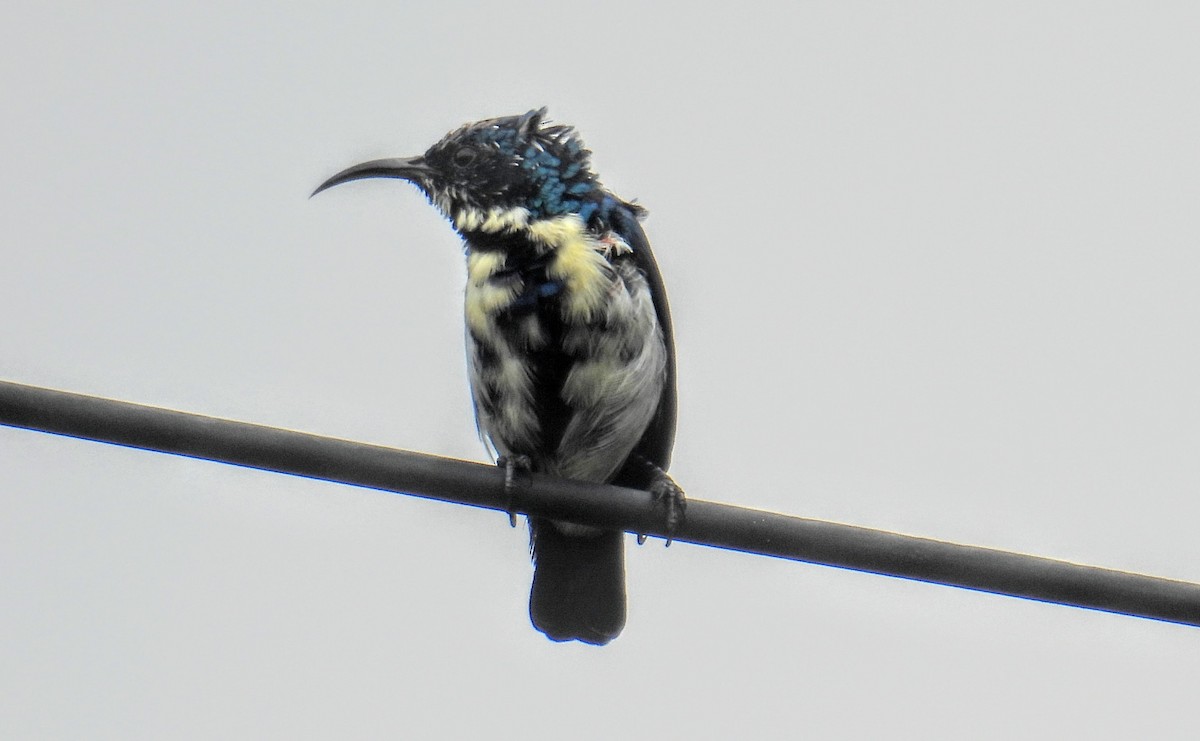 Purple Sunbird - ML644407452