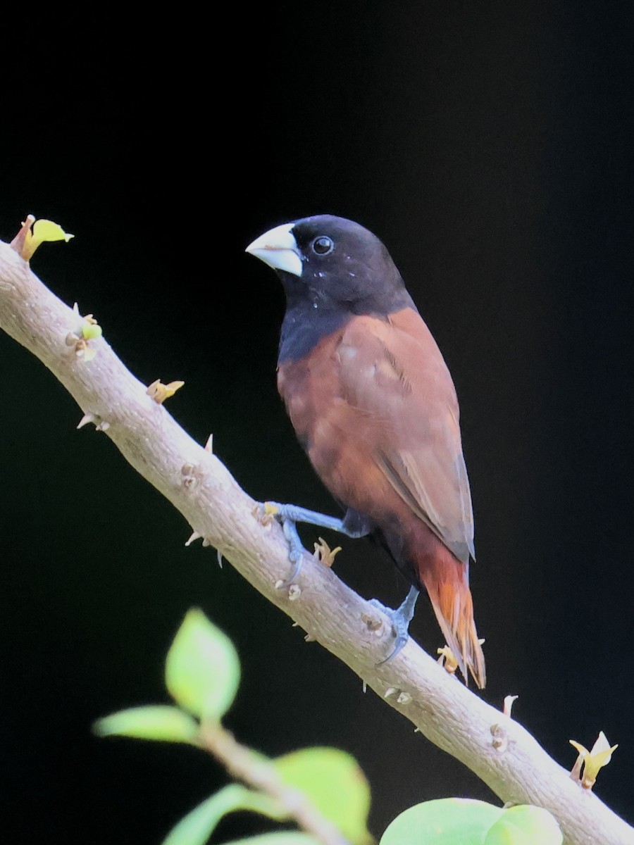 Chestnut Munia - ML644407453
