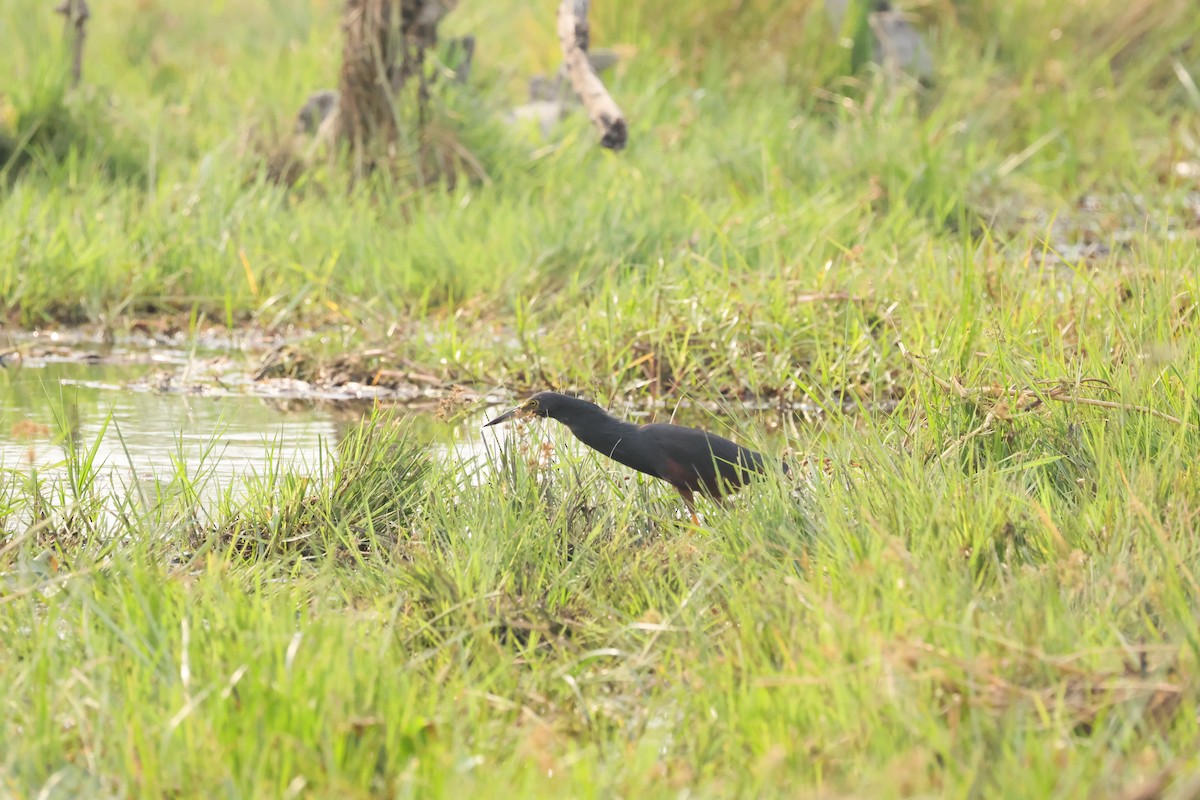 rustbukhegre - ML644407462