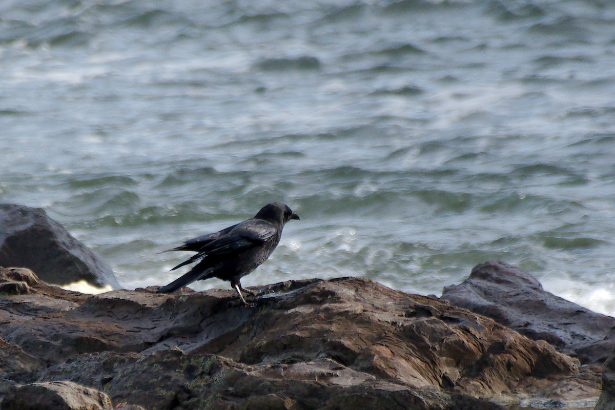 American Crow - ML644407478