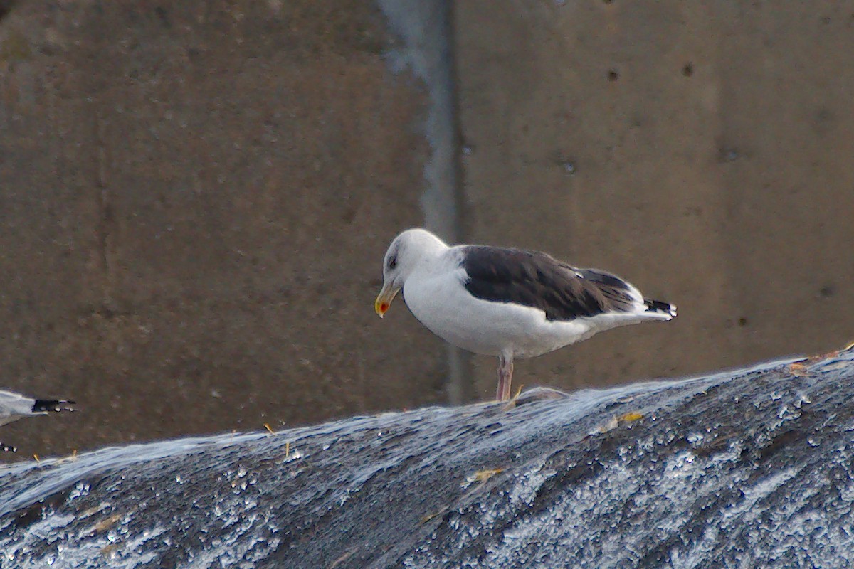 Морская чайка - ML644407480