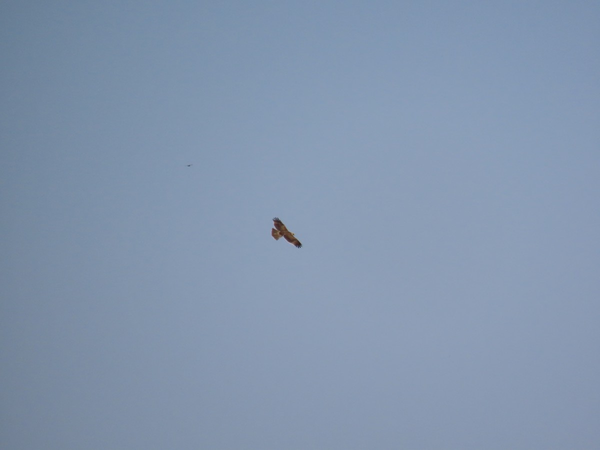 Харсун бүргэд - ML644407481