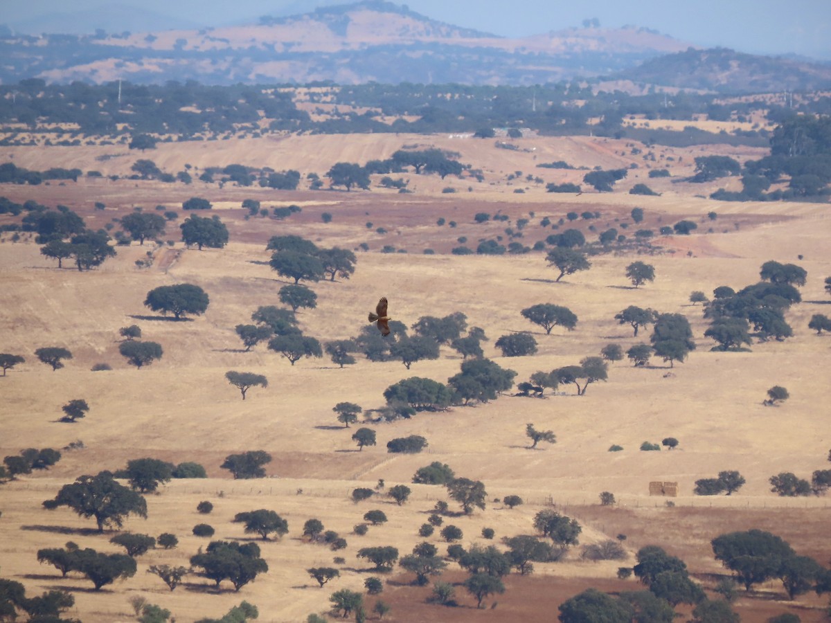 Харсун бүргэд - ML644407482