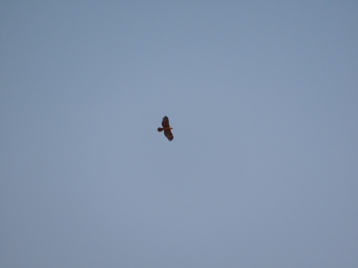 Харсун бүргэд - ML644407483