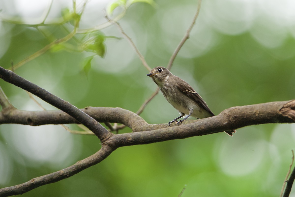 gråflankefluesnapper - ML644407486