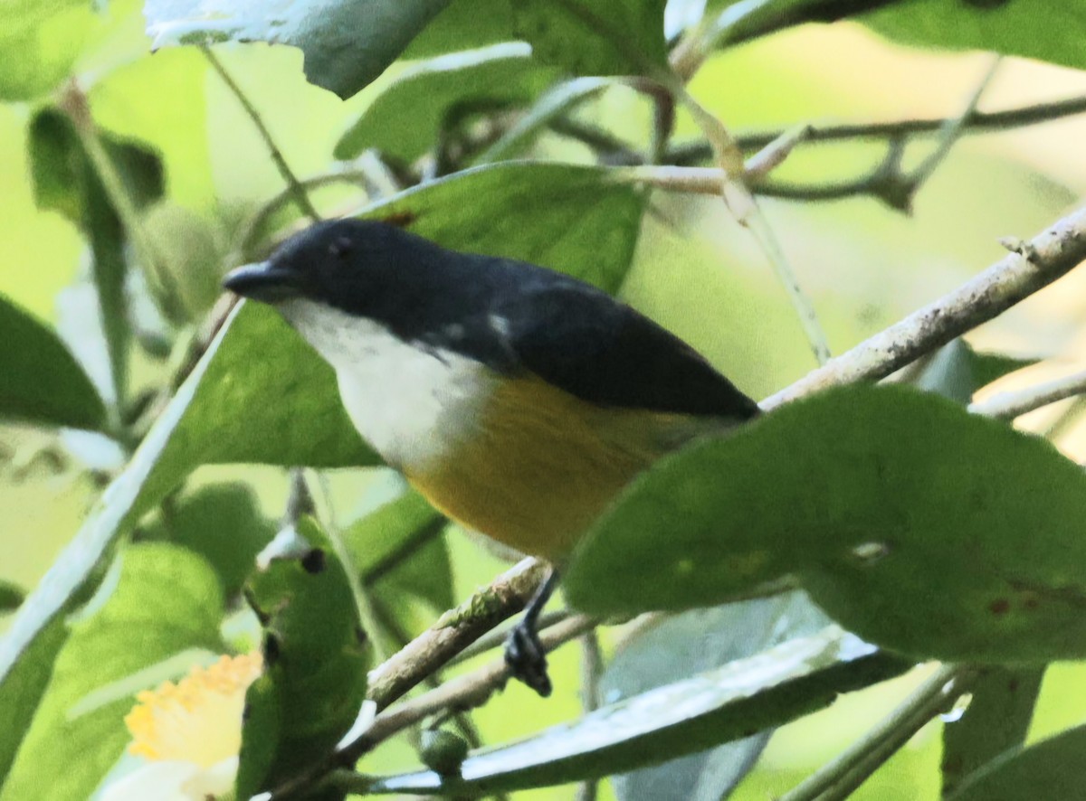 White-throated Flowerpecker - ML644407490
