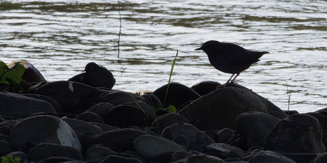 gråfossekall - ML644407498