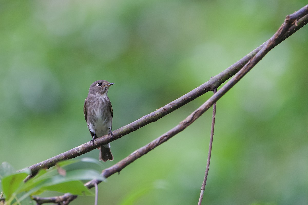 gråflankefluesnapper - ML644407499