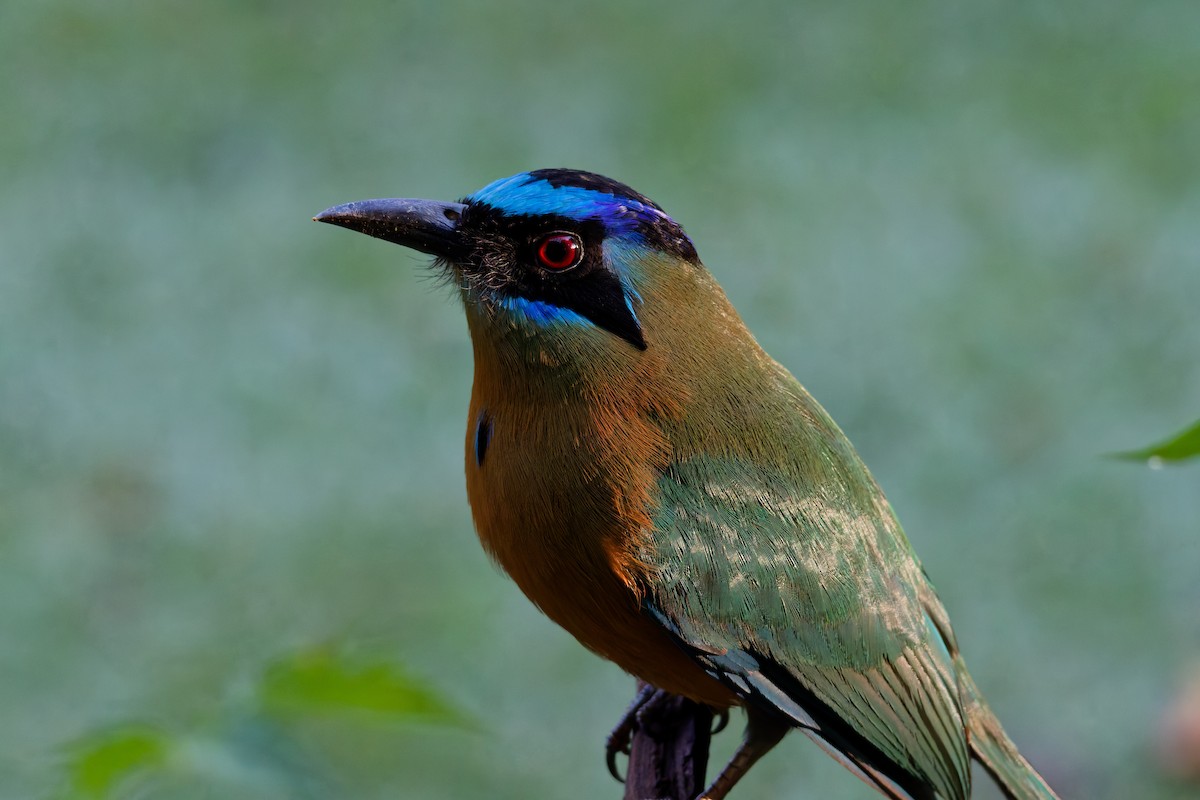 Motmot houtouc - ML644407506