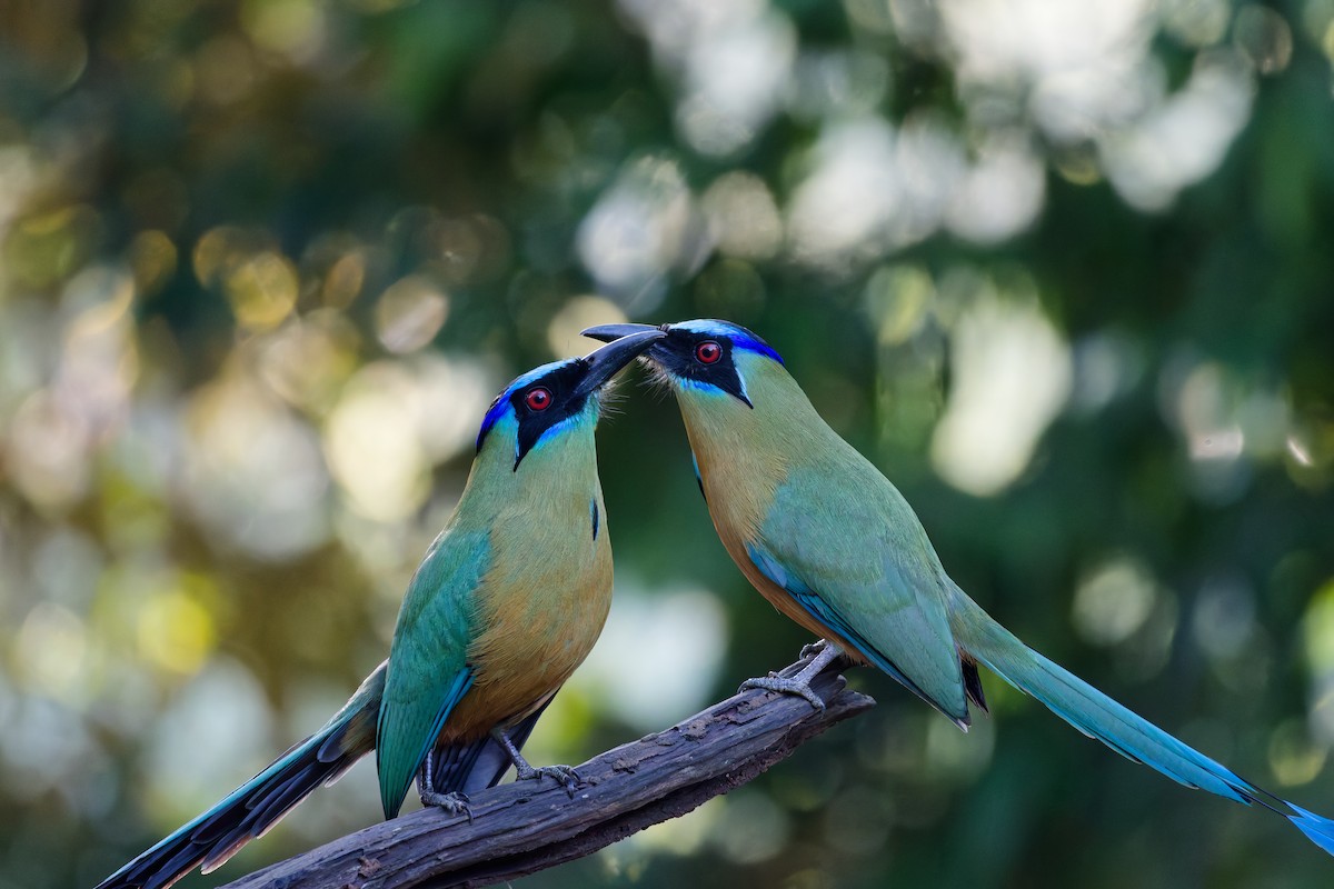 Motmot houtouc - ML644407510