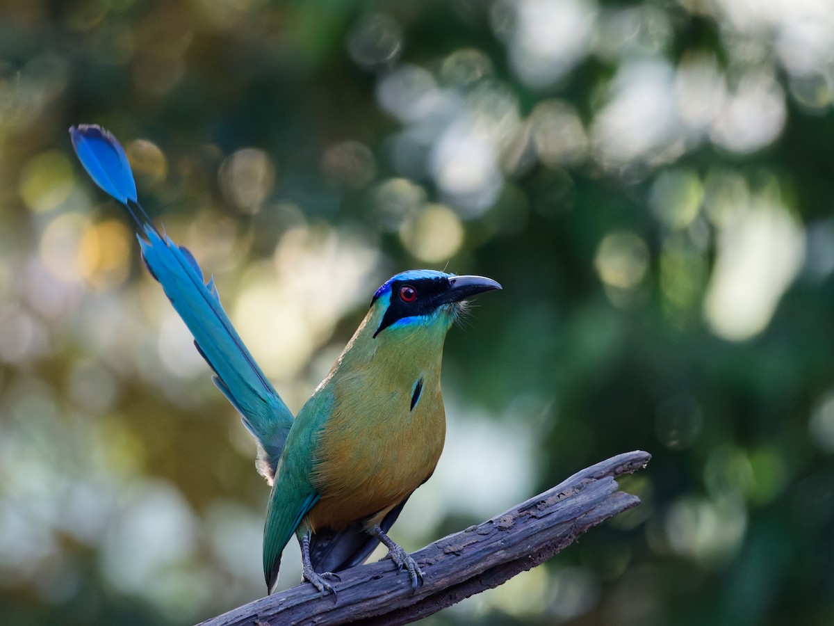 Motmot houtouc - ML644407514