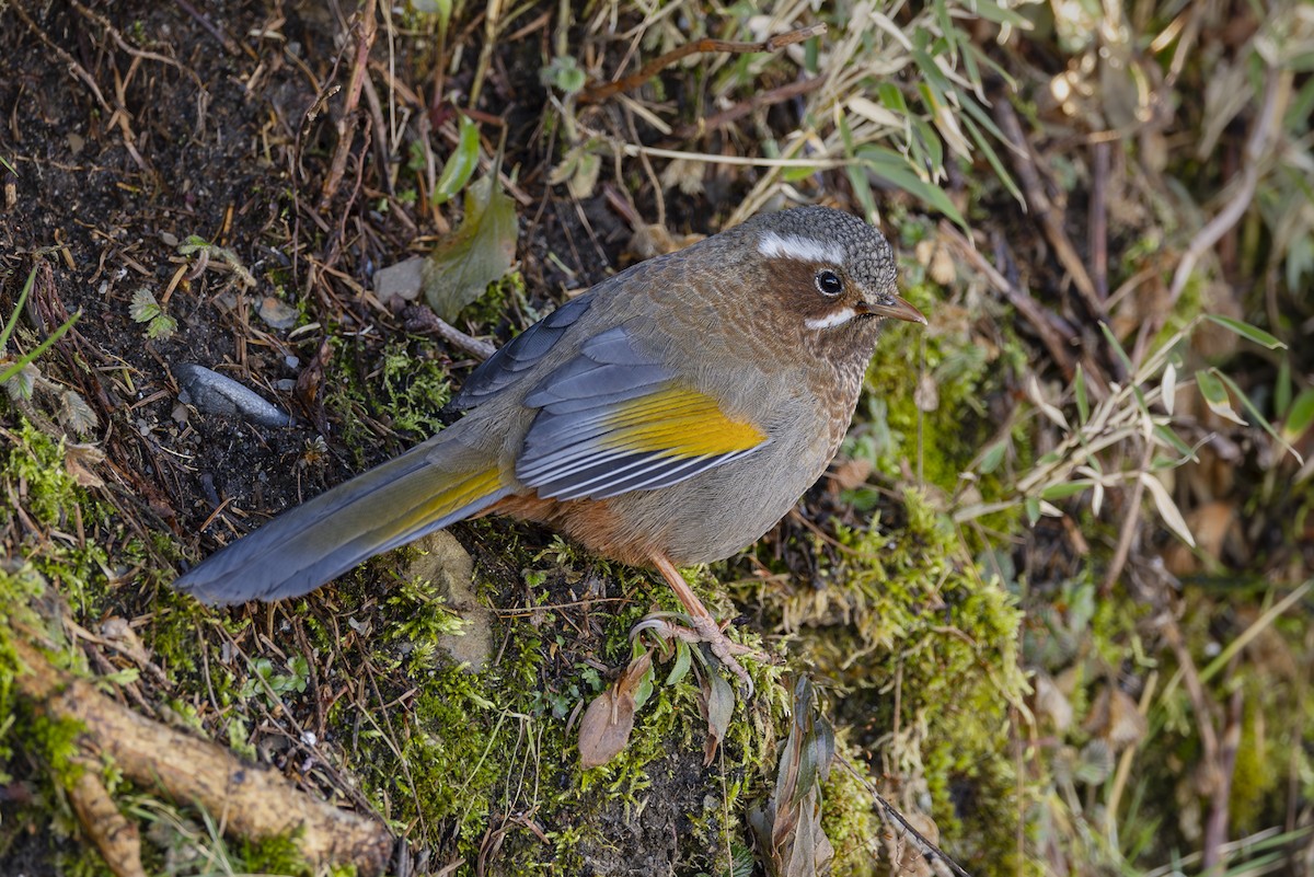 Garrulaxe du Morrison - ML644407516