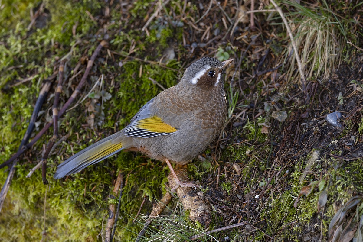 Garrulaxe du Morrison - ML644407517