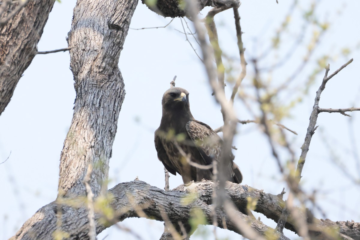Wahlberg's Eagle - ML644407518