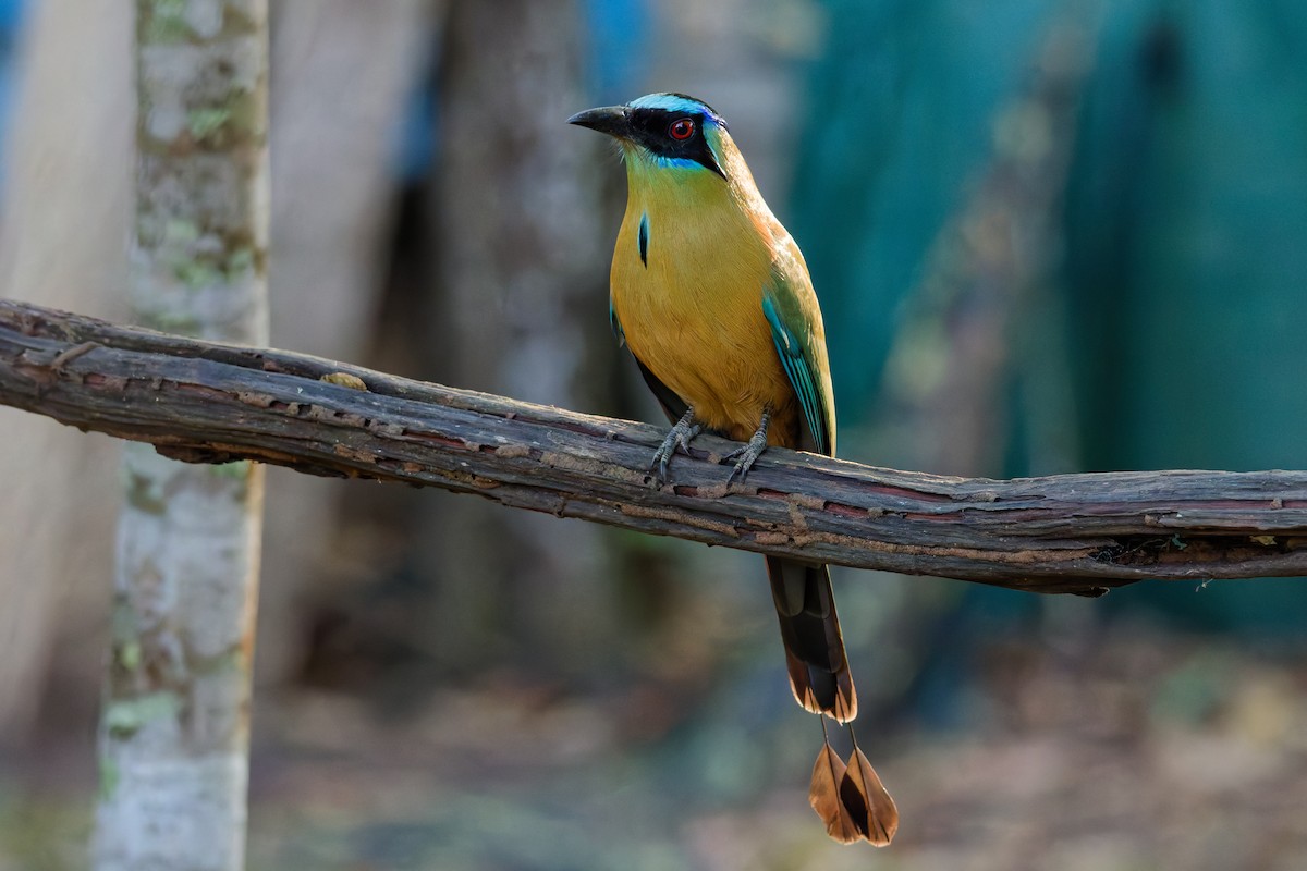 Motmot houtouc - ML644407521