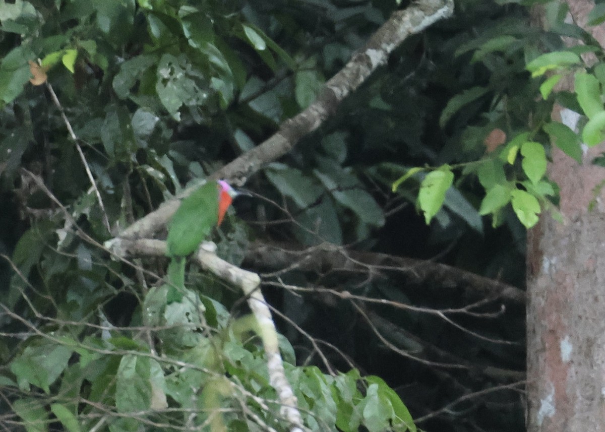 rødskjeggbieter - ML644407522