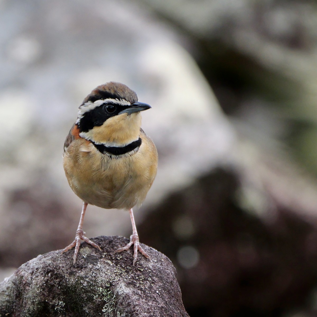 Collared Crescentchest (Collared) - ML644407529