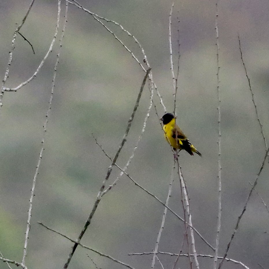 čížek jihoamerický [skupina magellanicus] - ML644407532