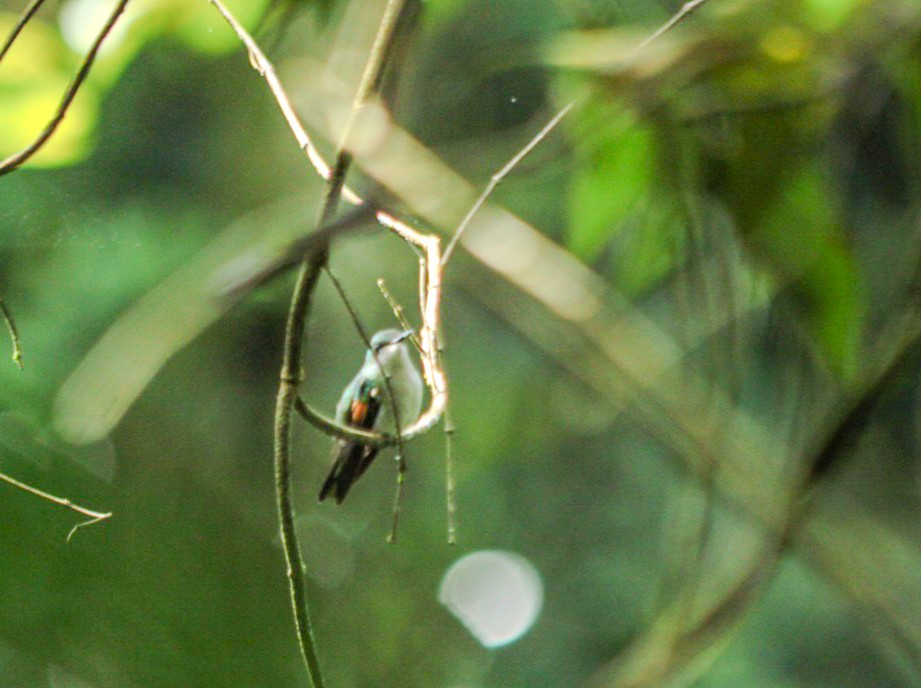 Colibri à épaulettes - ML644407541