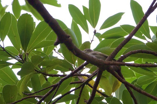 Хүмей дууч шувуу - ML644407545