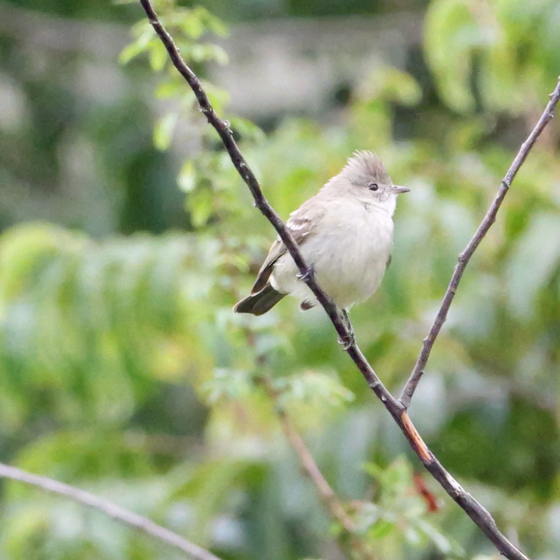 Еленія чубата - ML644407546