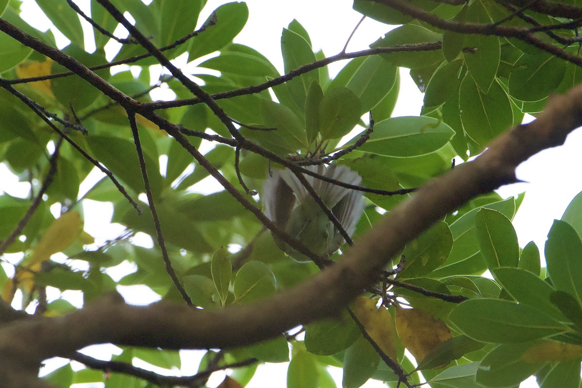 Хүмей дууч шувуу - ML644407556