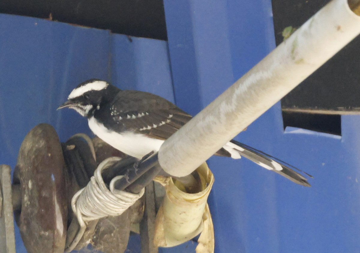 White-browed Fantail - ML644407563