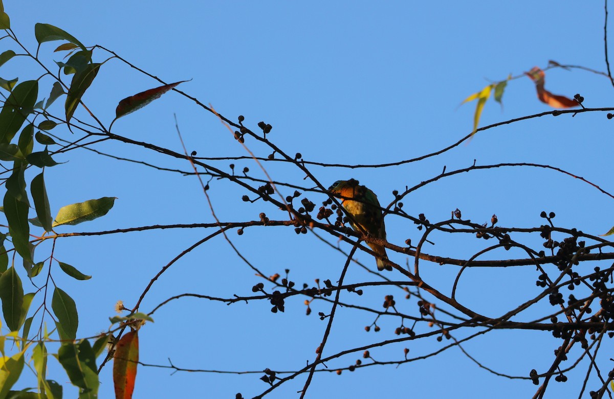 Brassy-breasted Tanager - ML644407566