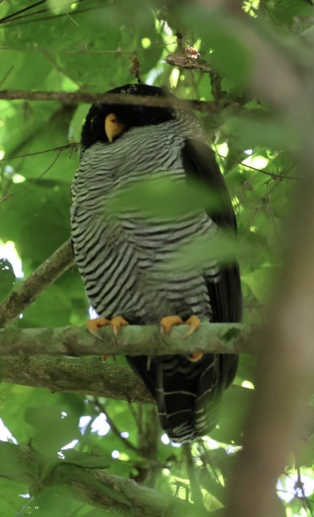 シロクロヒナフクロウ - ML644407567