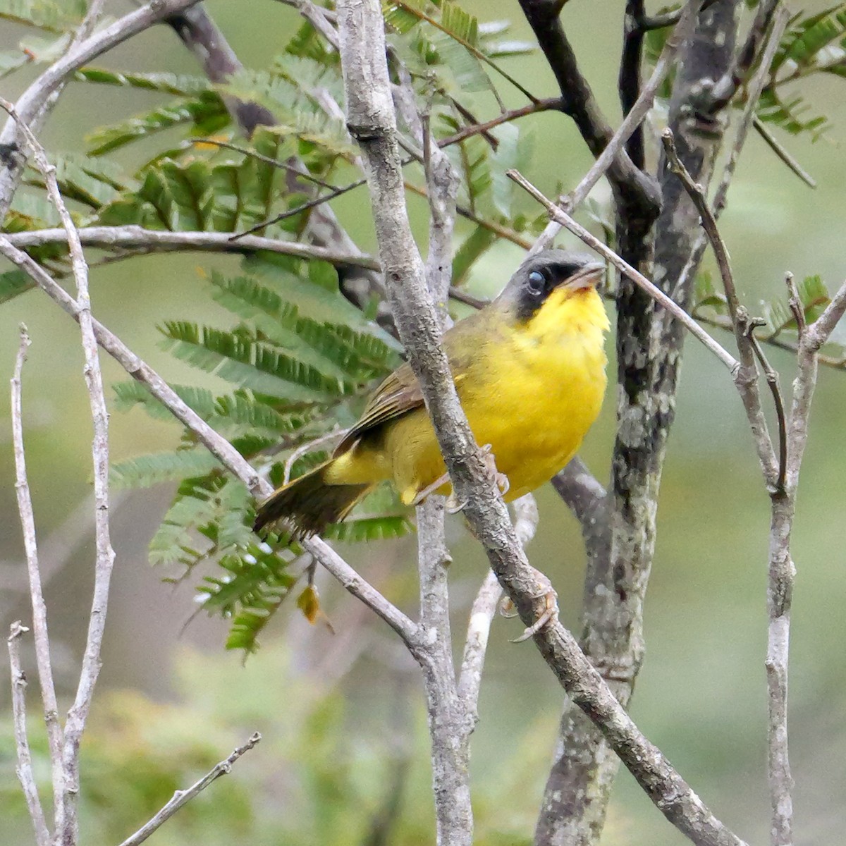 Southern Yellowthroat - ML644407572