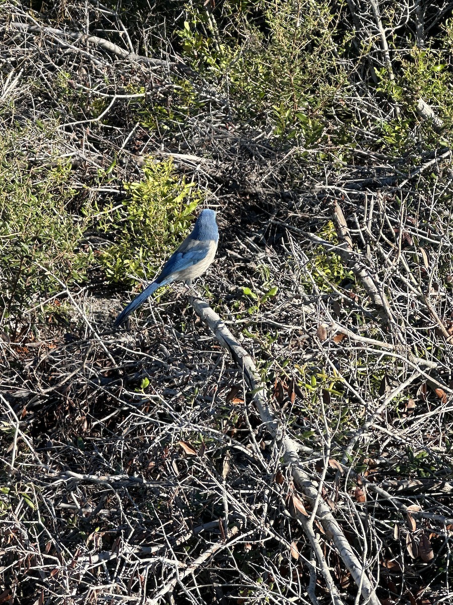 Florida Scrub-Jay - ML644407581