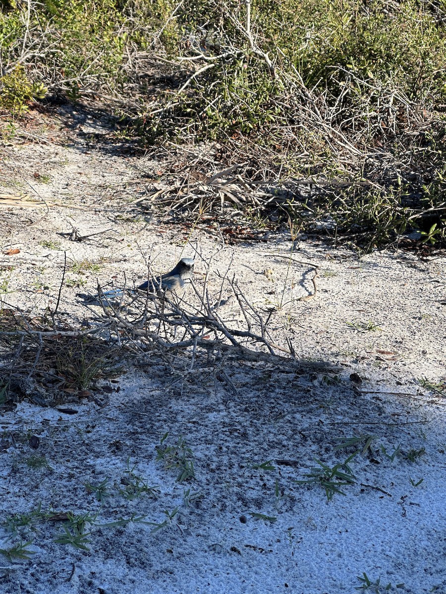 Florida Scrub-Jay - ML644407582