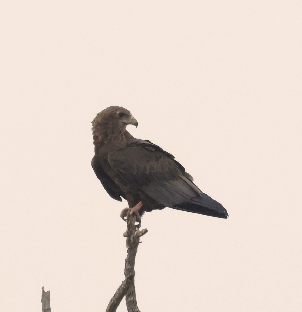 Bateleur des savanes - ML644407606