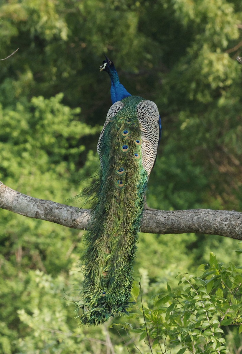 Indian Peafowl - ML644407614