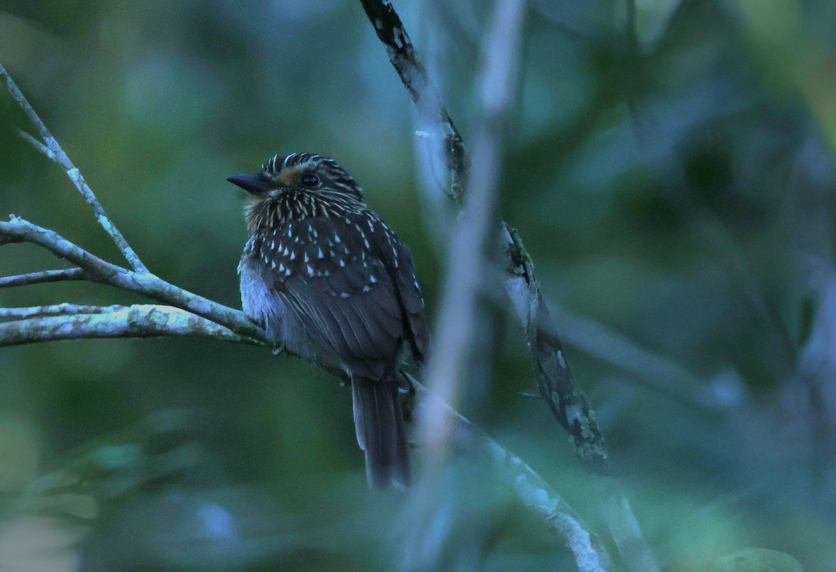 Crescent-chested Puffbird - ML644407615