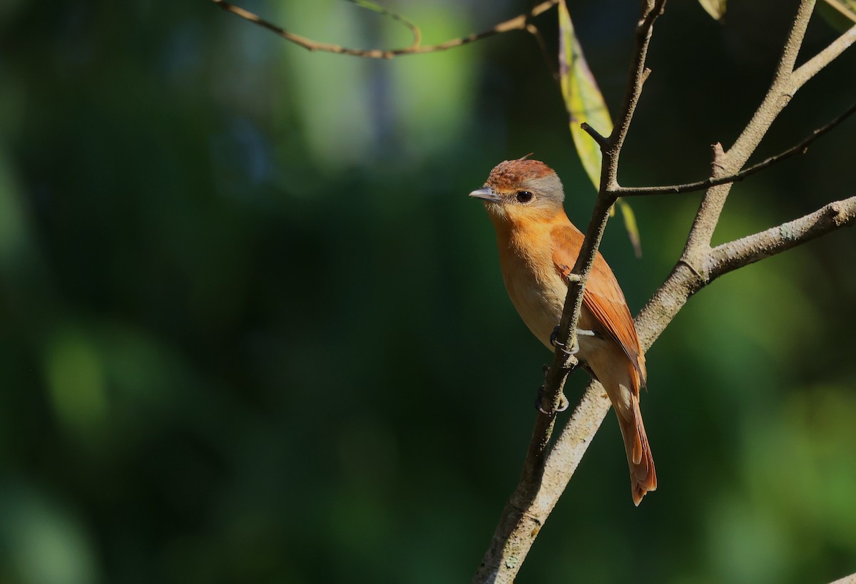 kransbekard - ML644407618