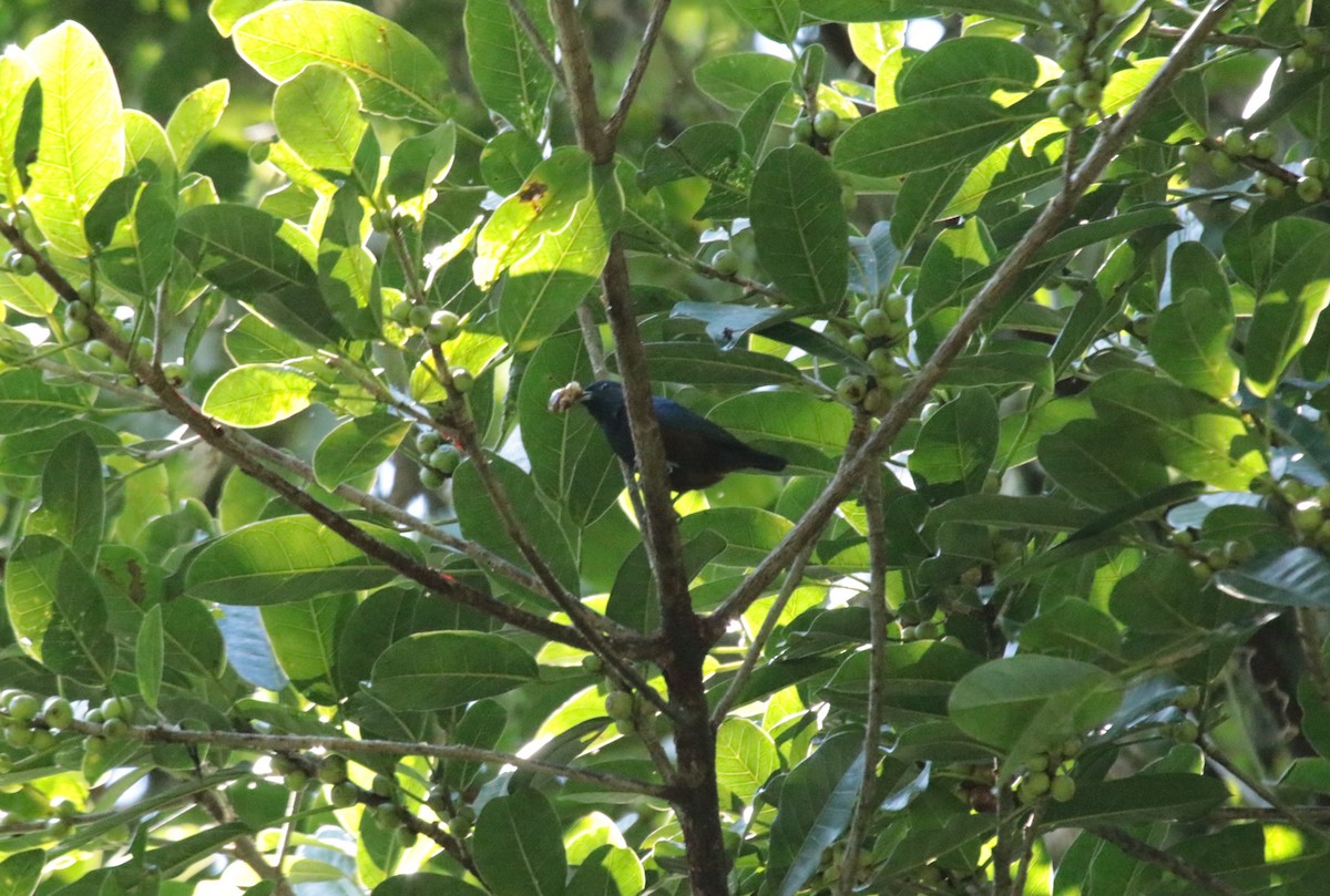 Chestnut-bellied Euphonia - ML644407632