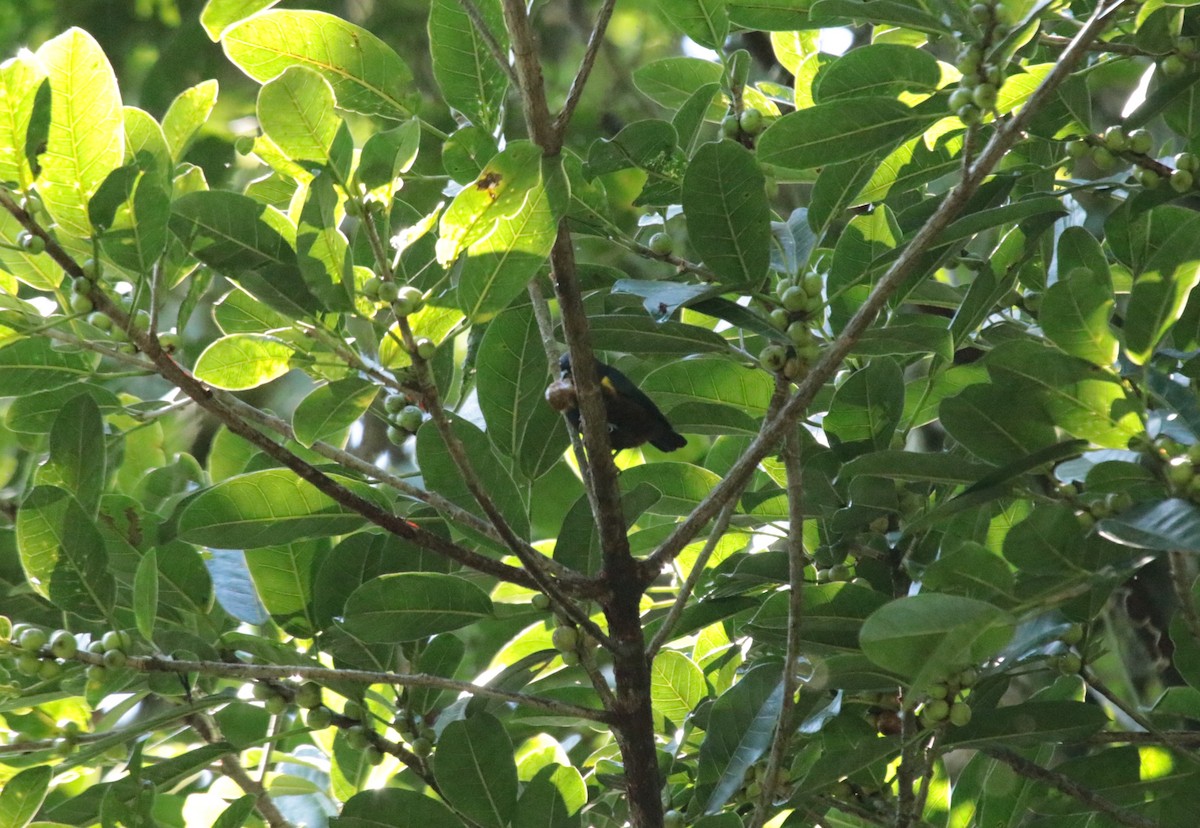 Chestnut-bellied Euphonia - ML644407633